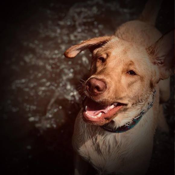 Meet your Posher, Rylee - Picture 1 of 1